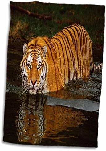 3dRose Florence Állatok - Szép Fotó A Tigris Belépett A Water.jpg - Törülközők (twl-98621-1)